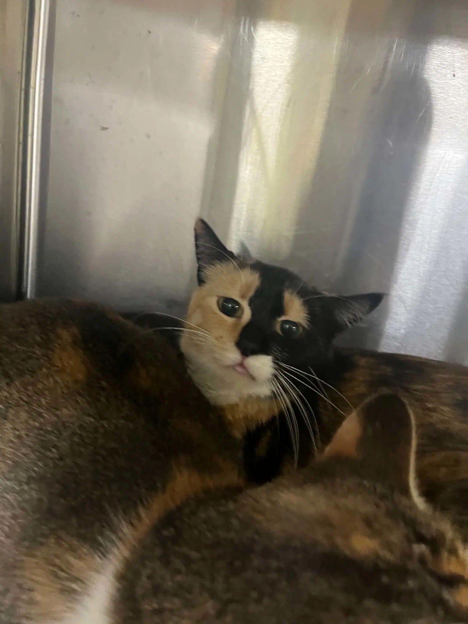Tabitha - Tortoiseshell