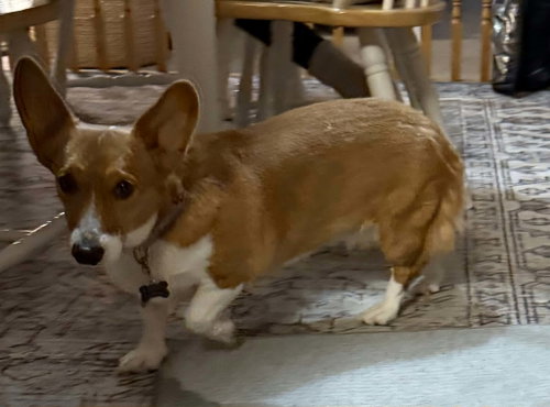 Phoebe photo 4