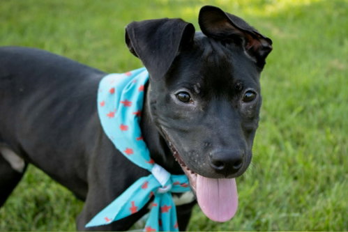 Zach, an adoptable dog