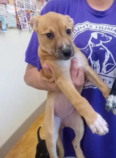 Meg - Pit Bull Terrier