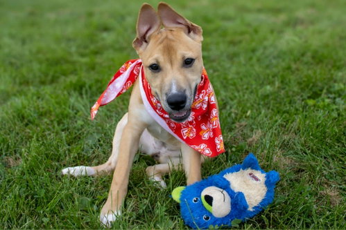 Meg, an adoptable dog