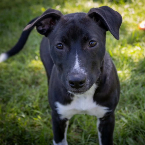 Lola, an adoptable dog
