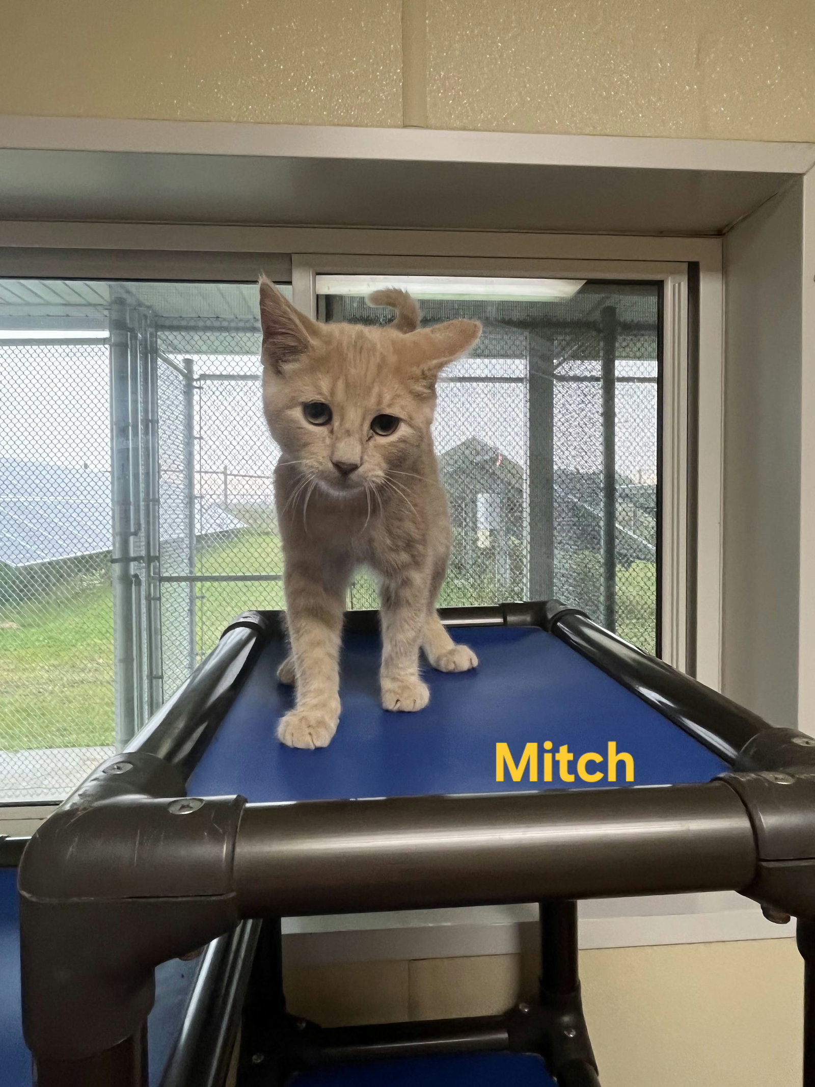 Mitch, Domestic Short Hair
