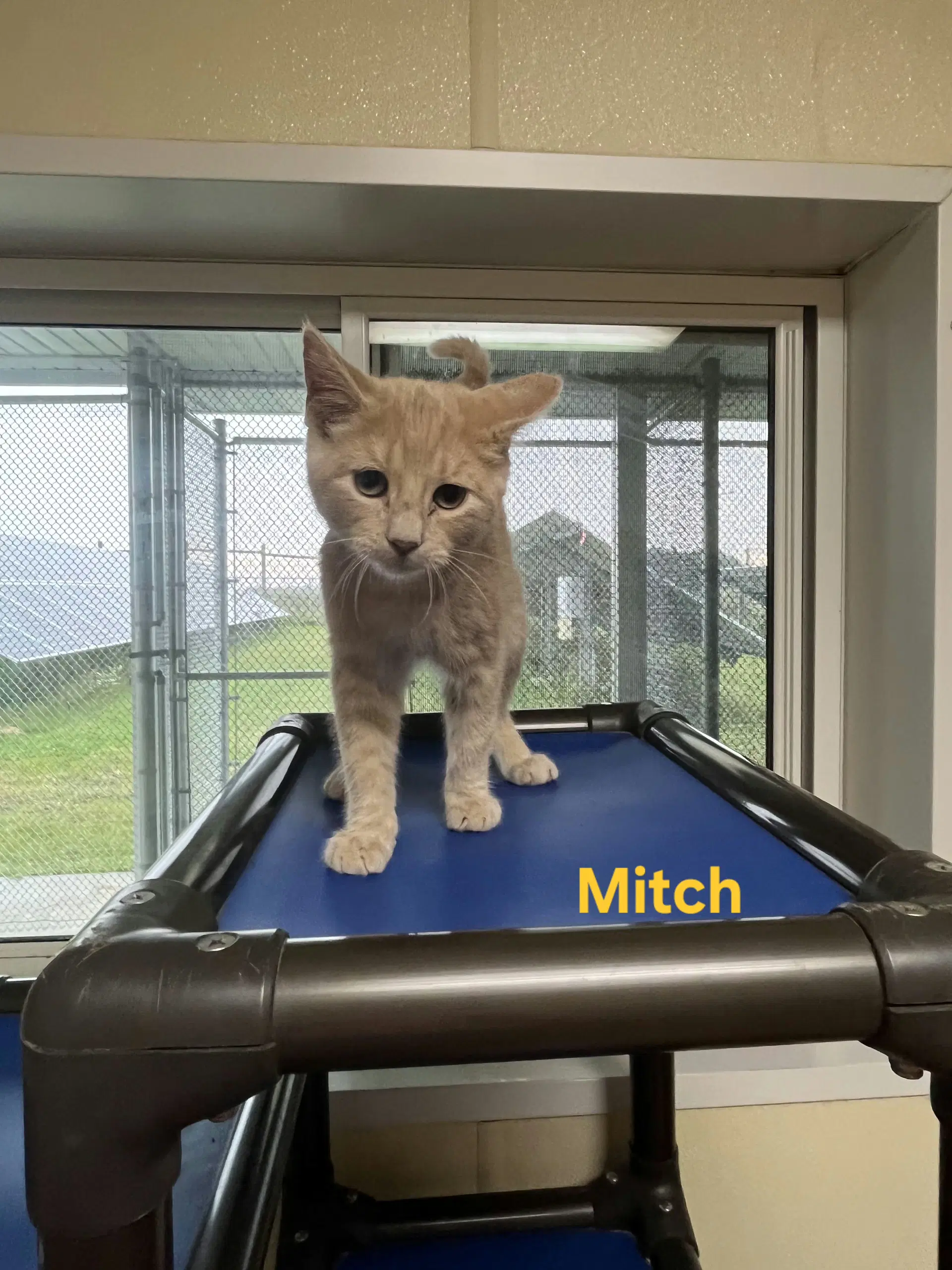Mitch - Domestic Short Hair