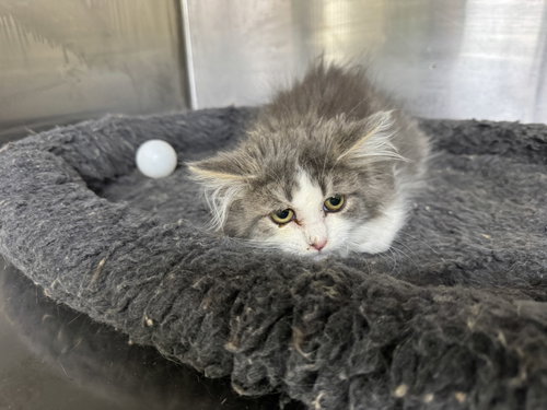 Karon, a cat for adoption from Mower County Humane Society