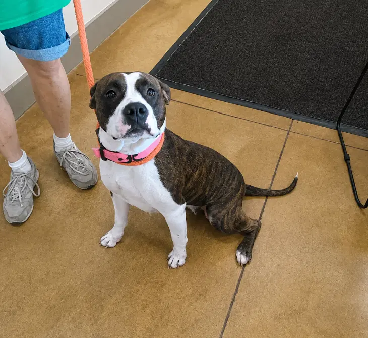 Netta - Pit Bull Terrier