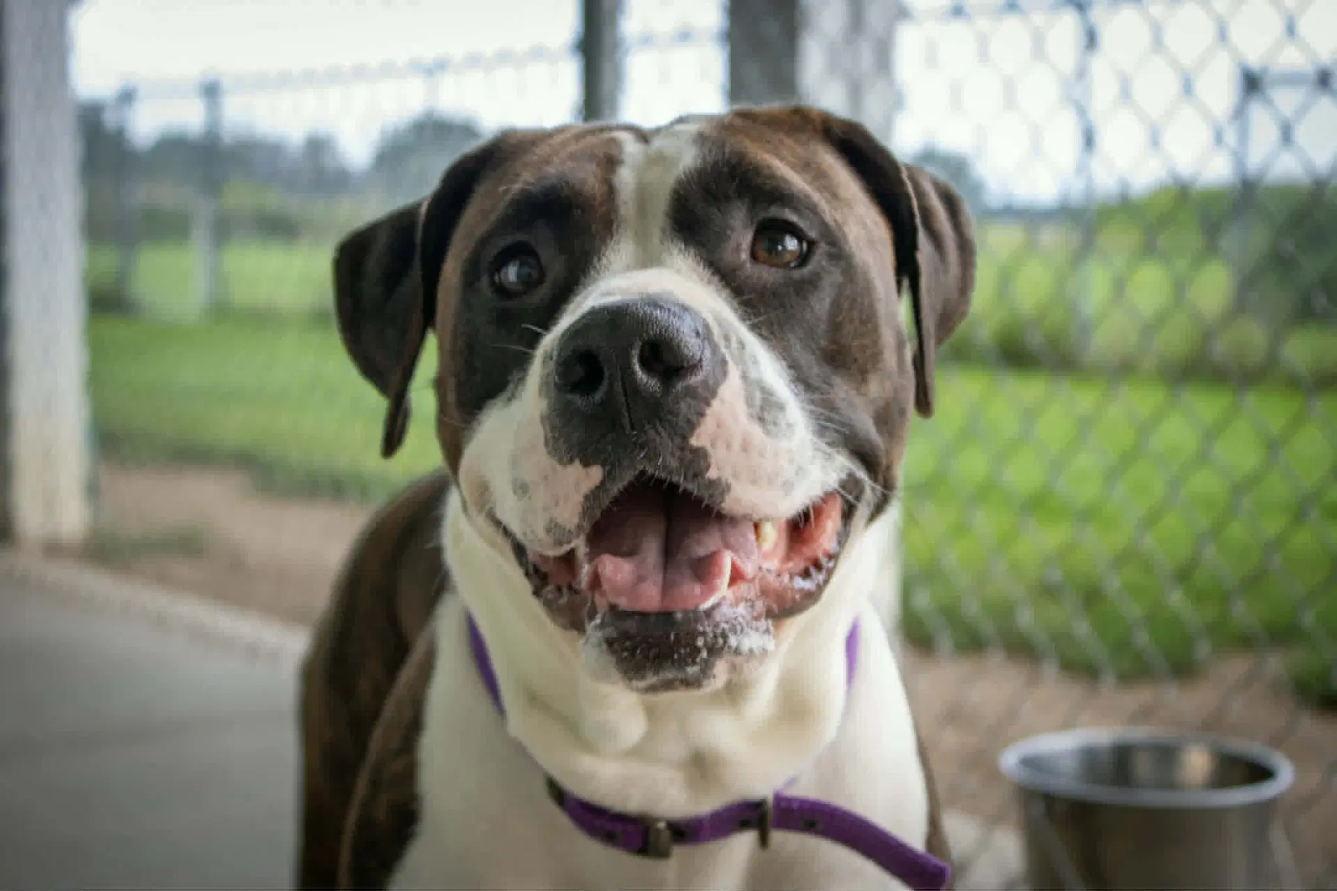 Netta - Pit Bull Terrier