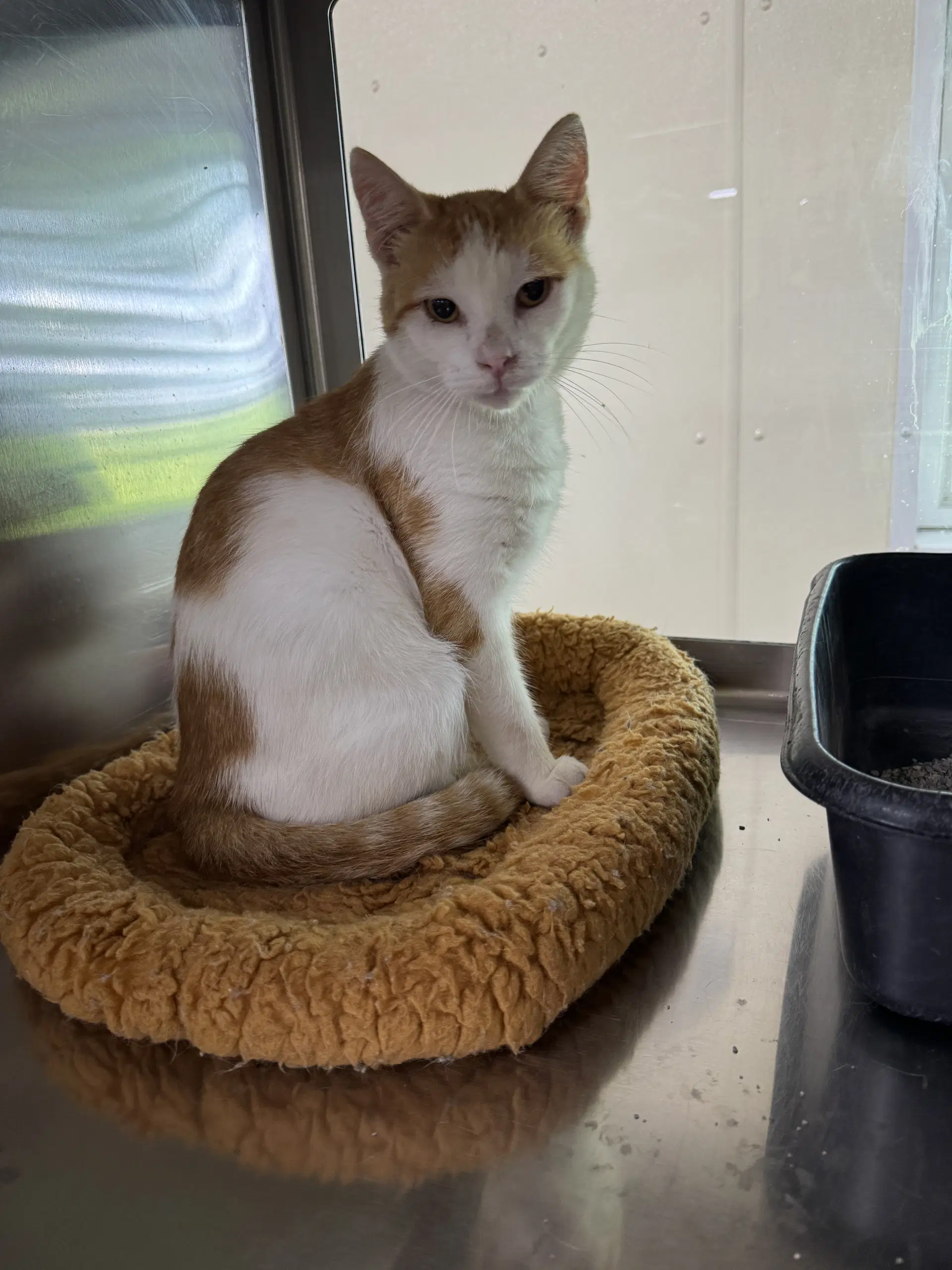 Houdini - Domestic Short Hair