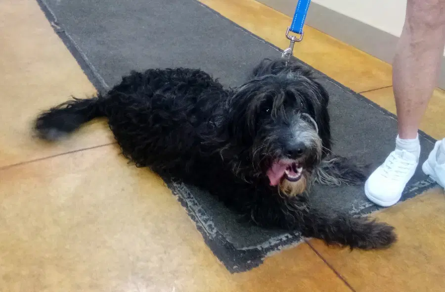 Ellie - Poodle (Standard)