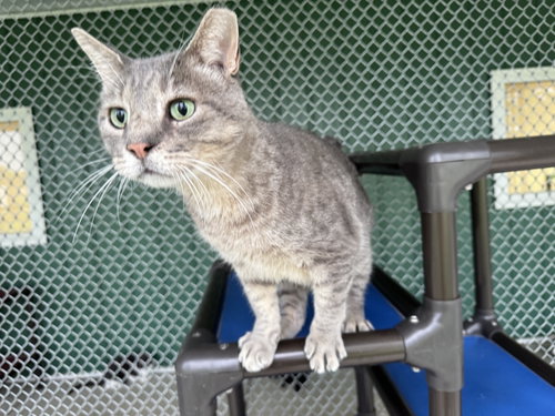Goobert, a cat for adoption from Mower County Humane Society
