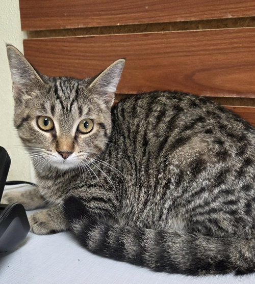 picture of the cat needing adoption