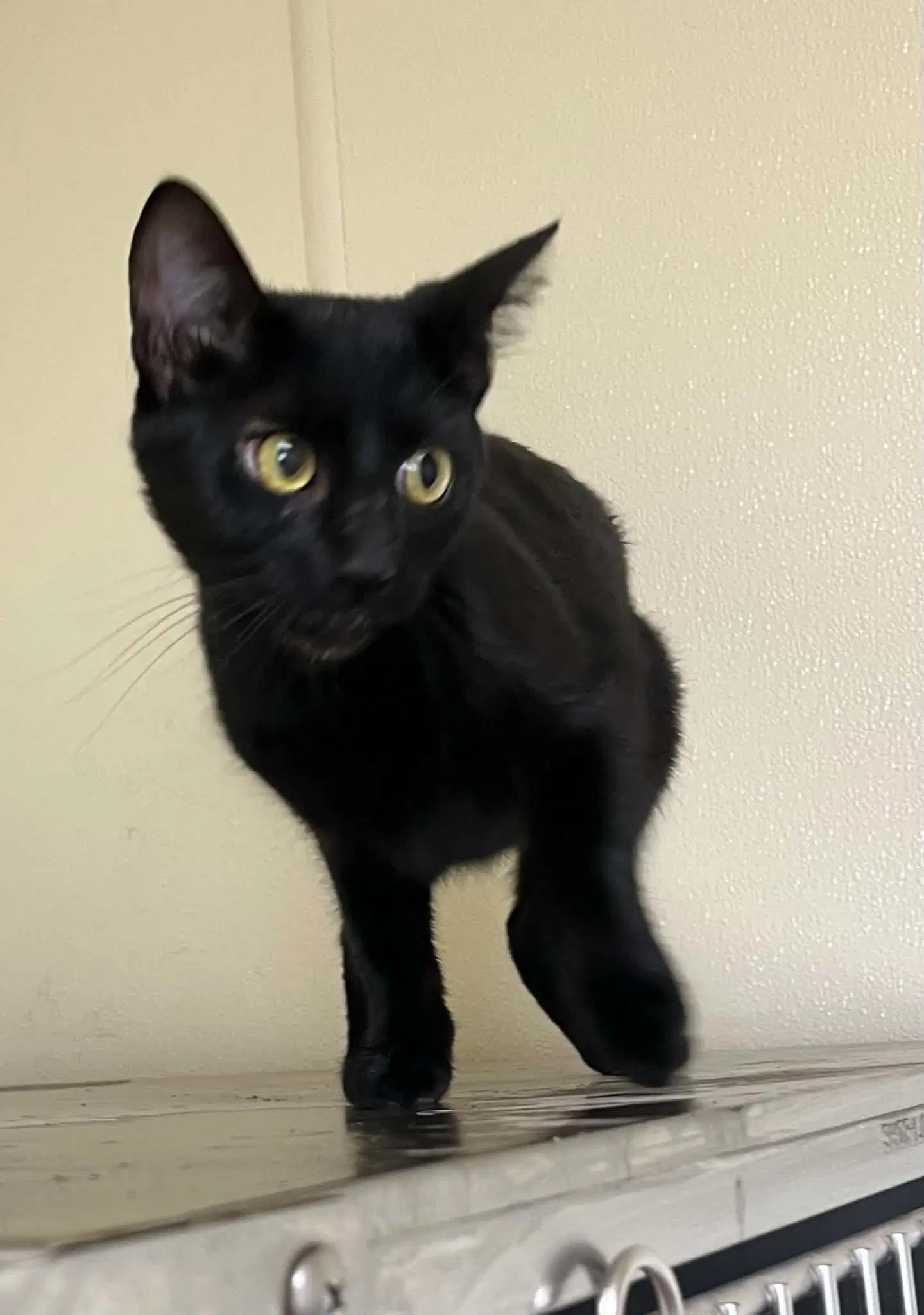 Dolly - Domestic Short Hair