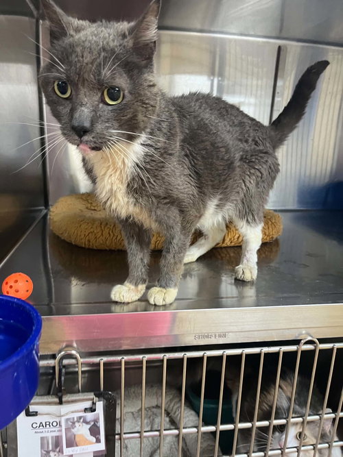 Jeff, a cat for adoption from Mower County Humane Society