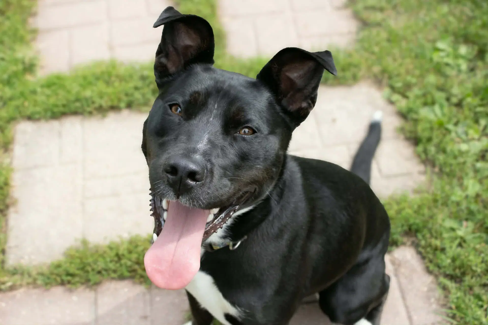 Nala - Pit Bull Terrier
