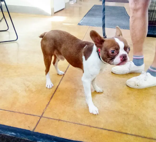 Andre - Boston Terrier