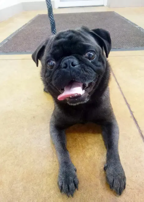 Dillard - Pug