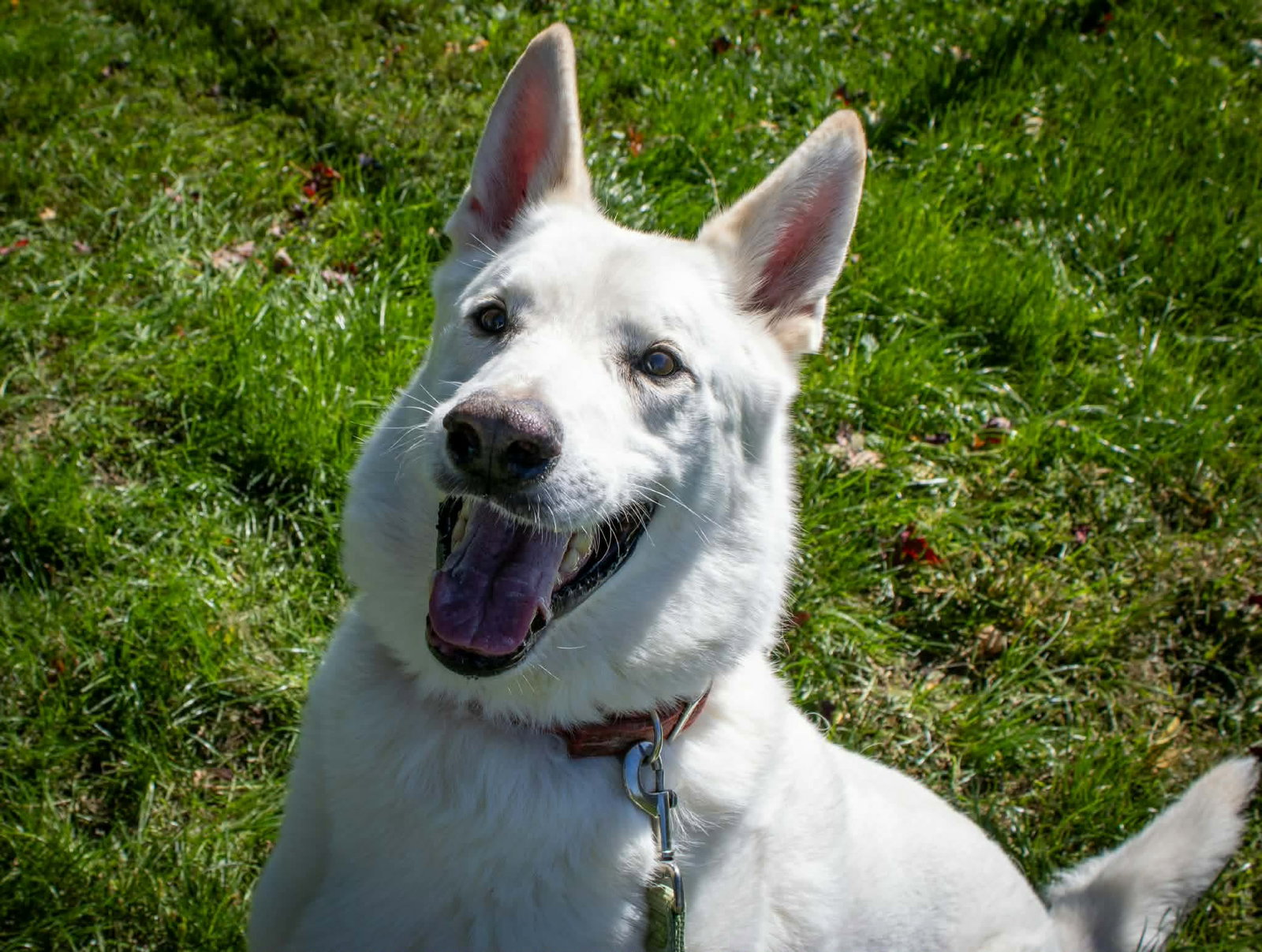 Caesar, German Shepherd Dog