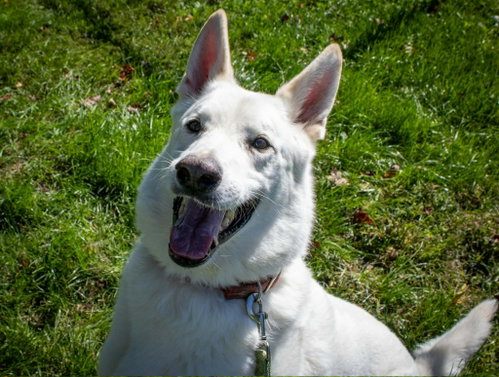 Caesar, a dog for adoption from Mower County Humane Society