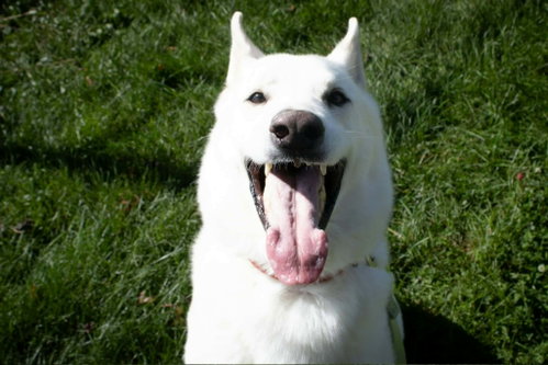 Photo 2 of Caesar