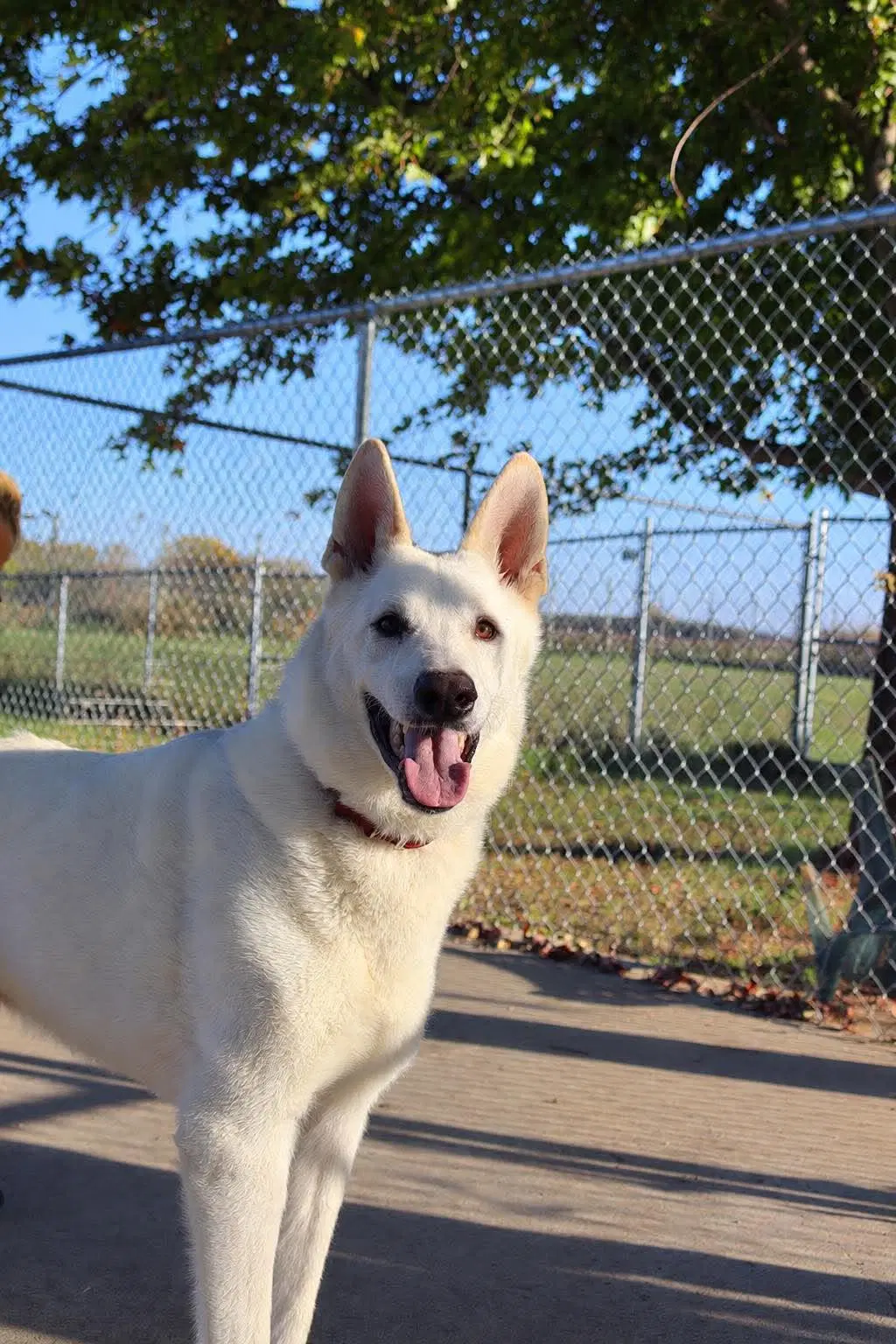 Caesar - German Shepherd Dog