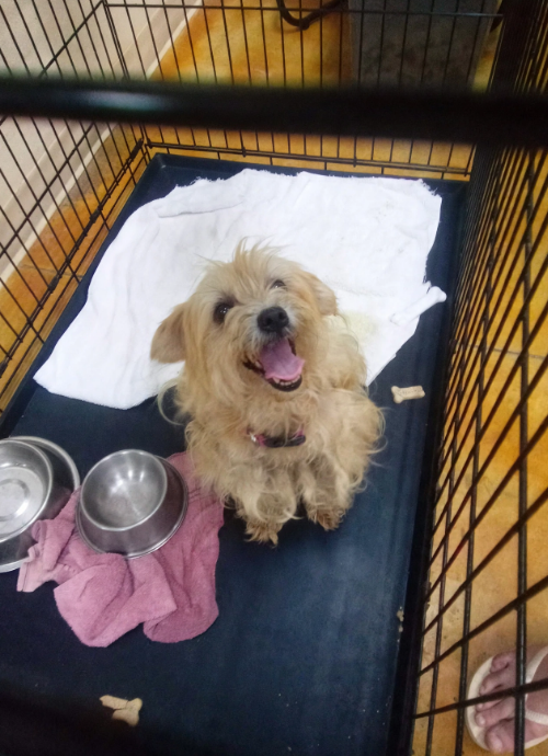 Strudel (no more applications), an adoptable dog