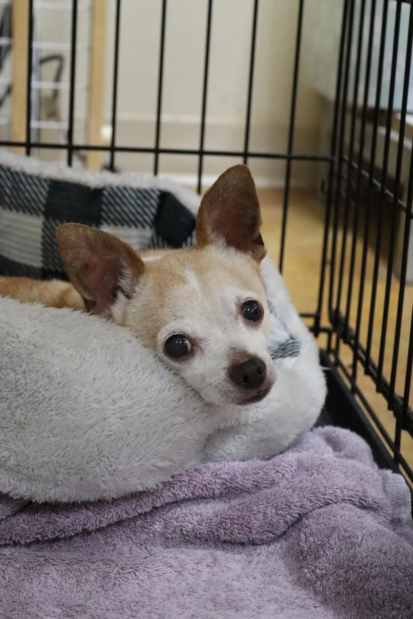 Katatin - Chihuahua
