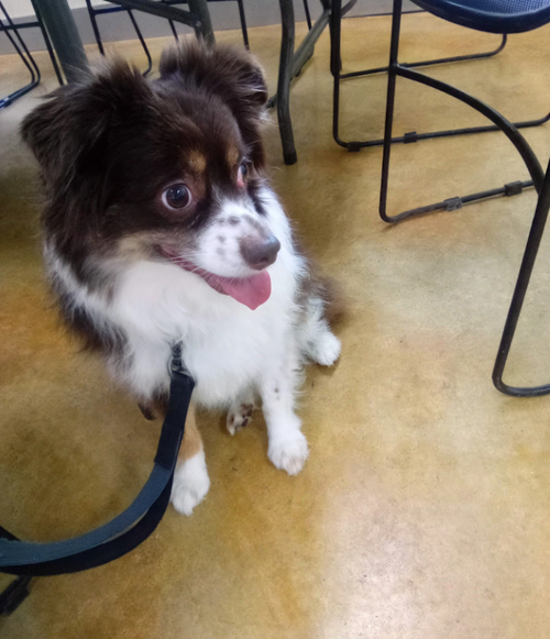Bailey, an adoptable dog