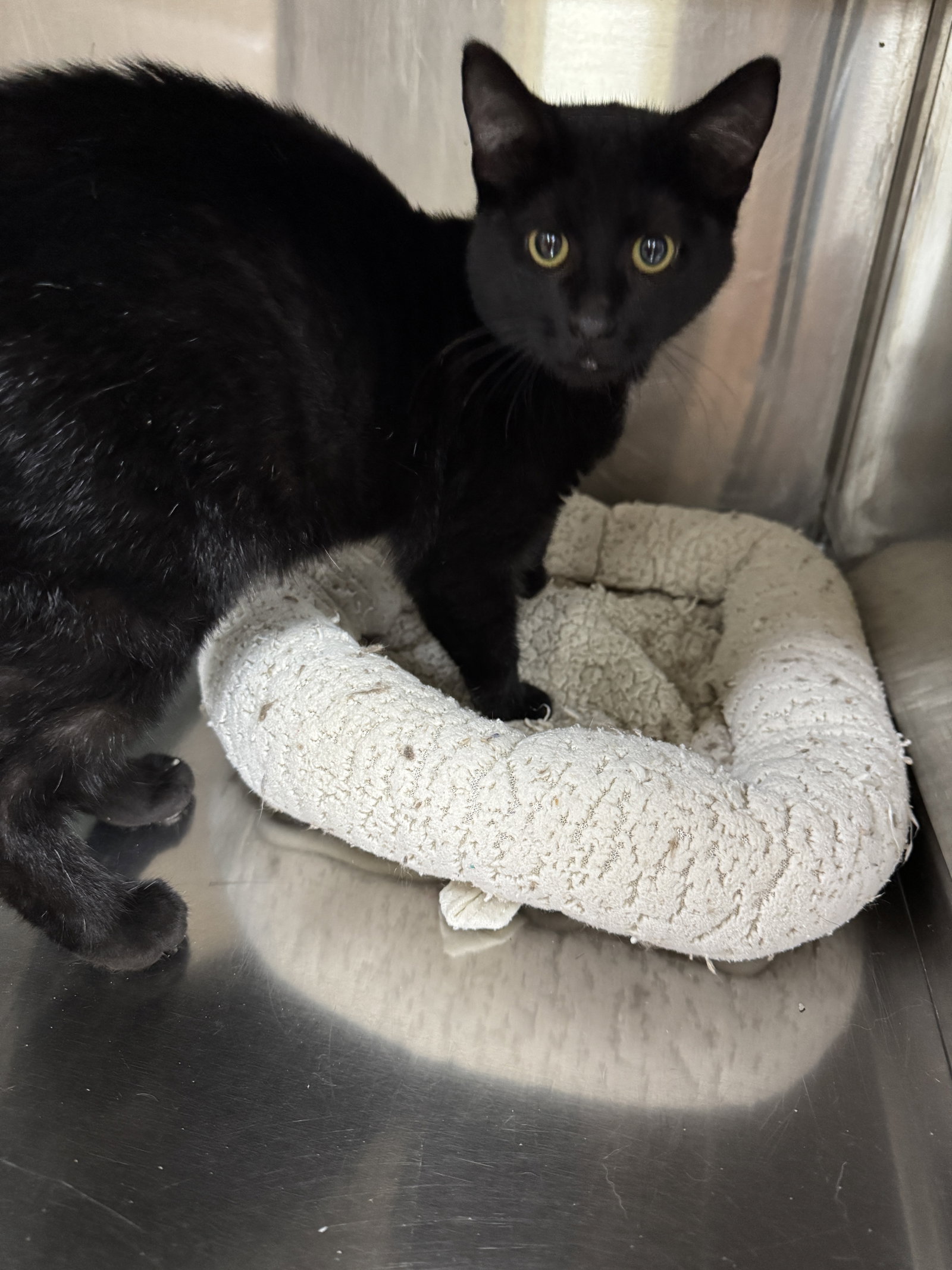 Tammi, Domestic Short Hair