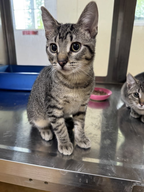 Jaemes, a cat for adoption from Mower County Humane Society
