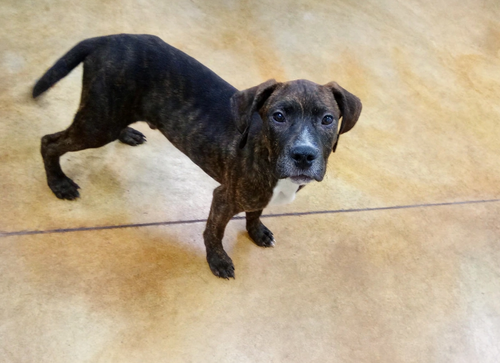 Merritt, an adoptable dog
