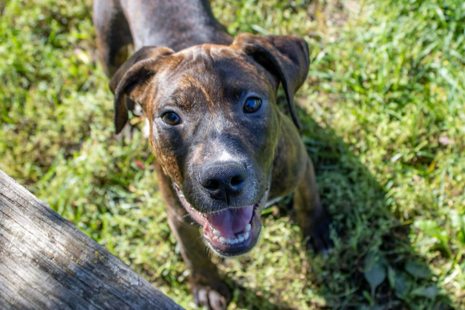 Merritt, Pit Bull Terrier
