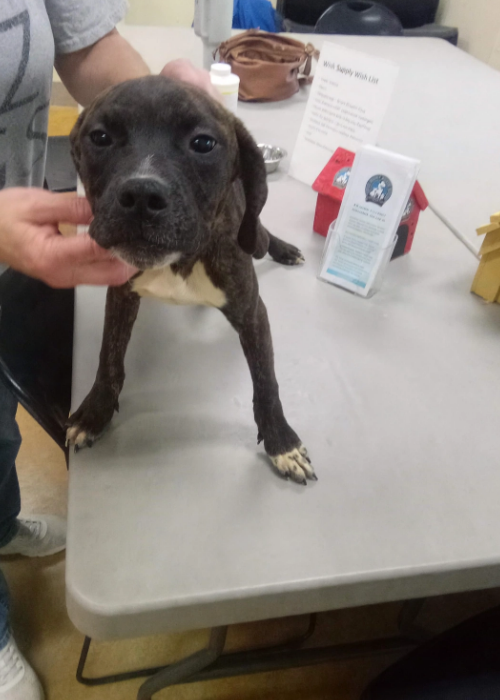 Marisol, an adoptable dog