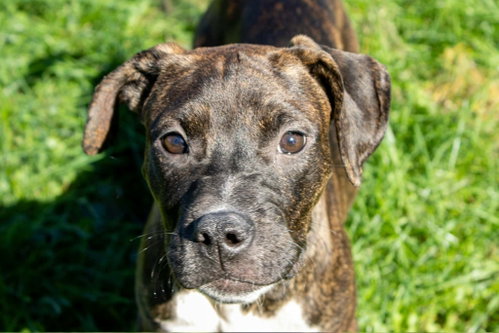 Marisol, a dog for adoption from Mower County Humane Society