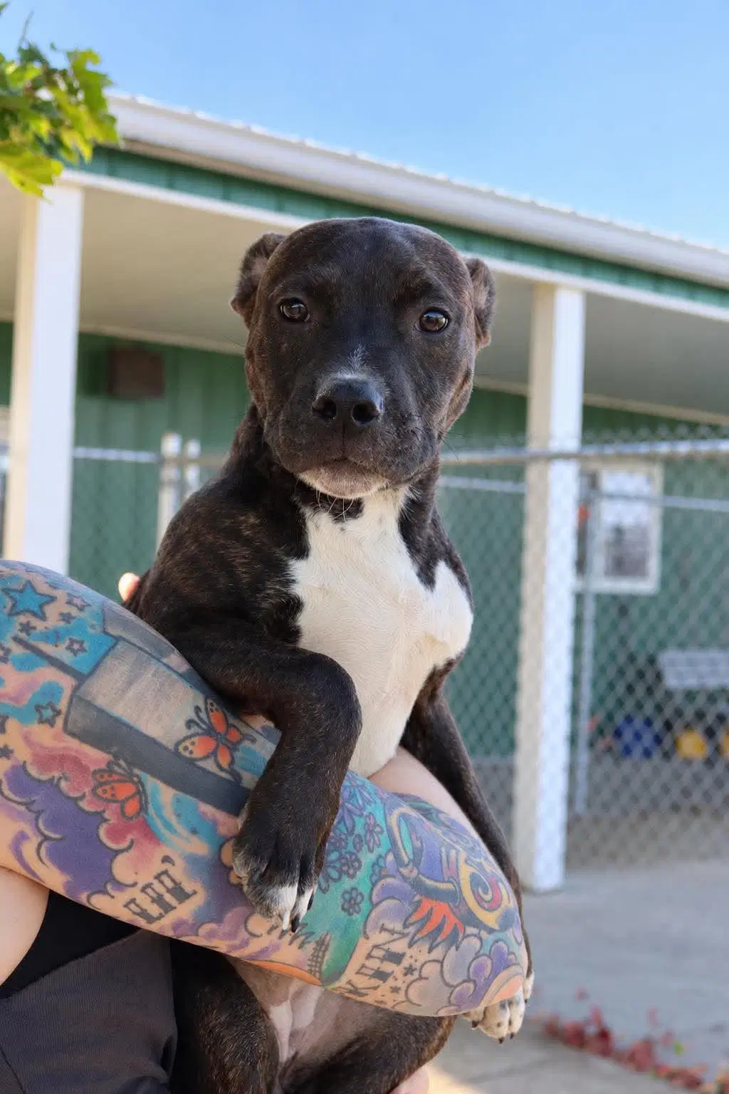 Marisol - Pit Bull Terrier