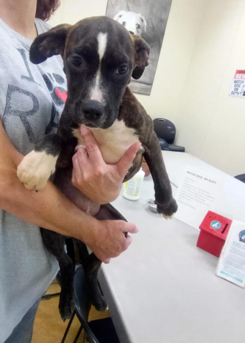 Maybellene, an adoptable dog