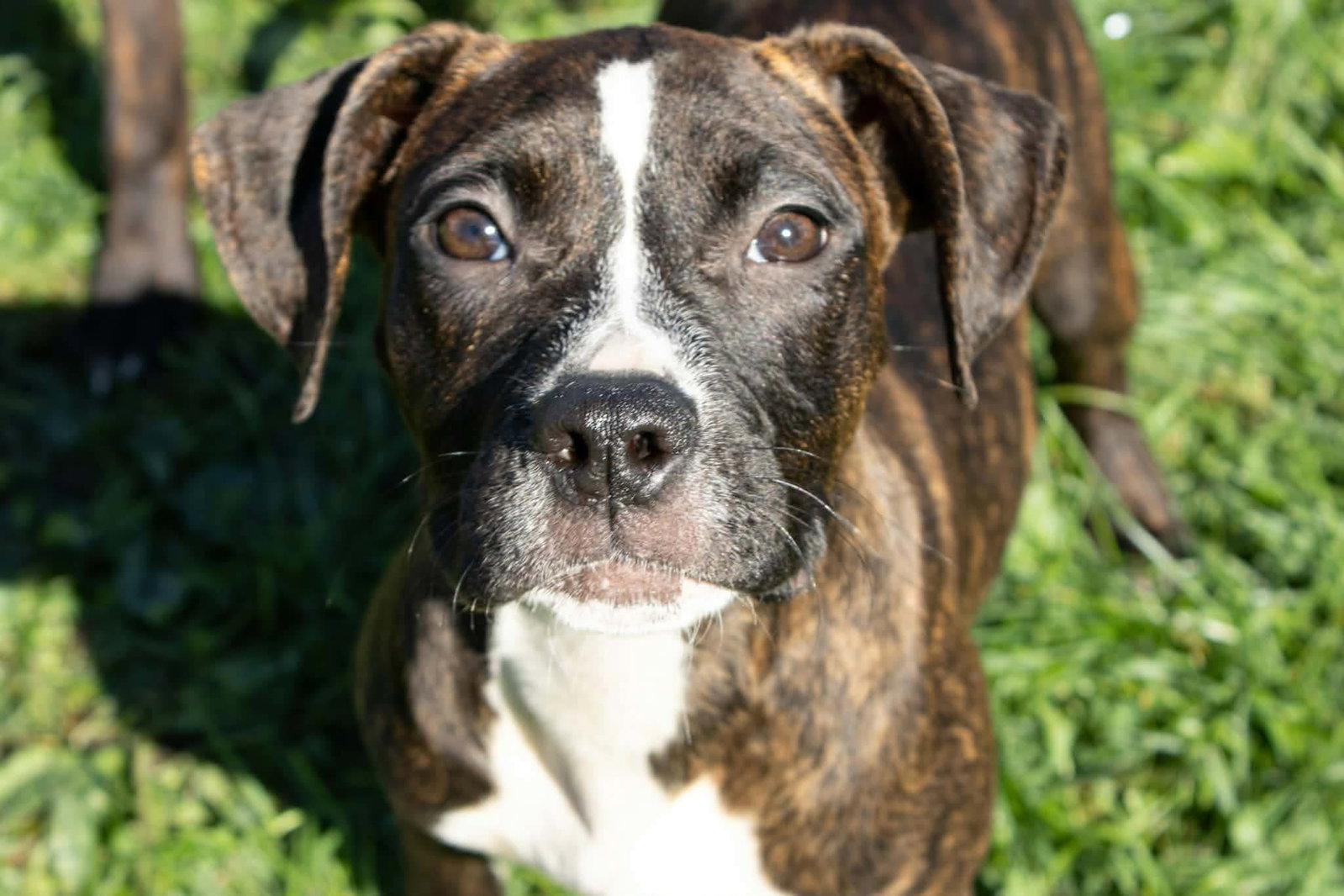 Maybellene, Pit Bull Terrier