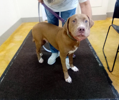 Lefty, an adoptable dog