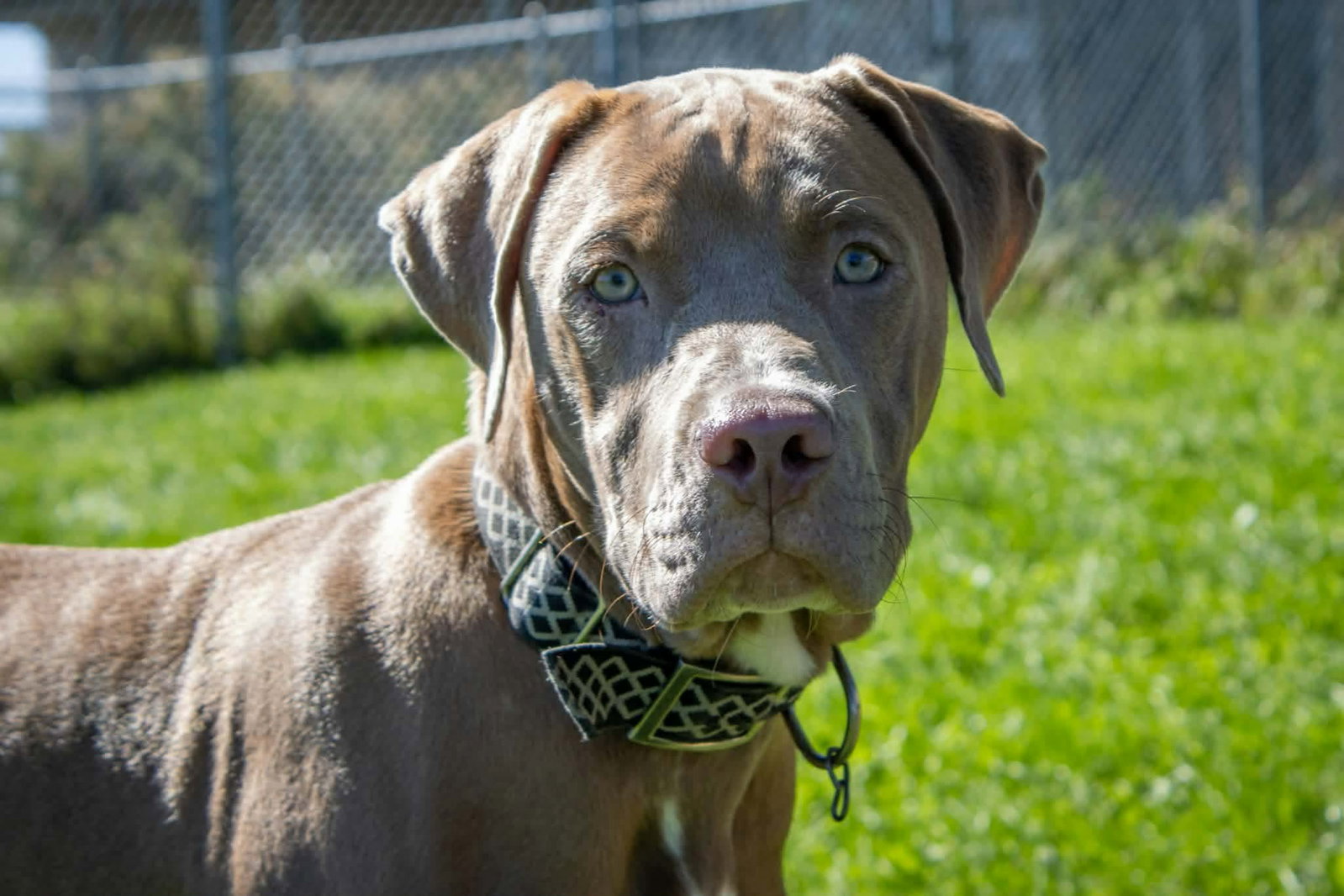 Lefty, American Bulldog