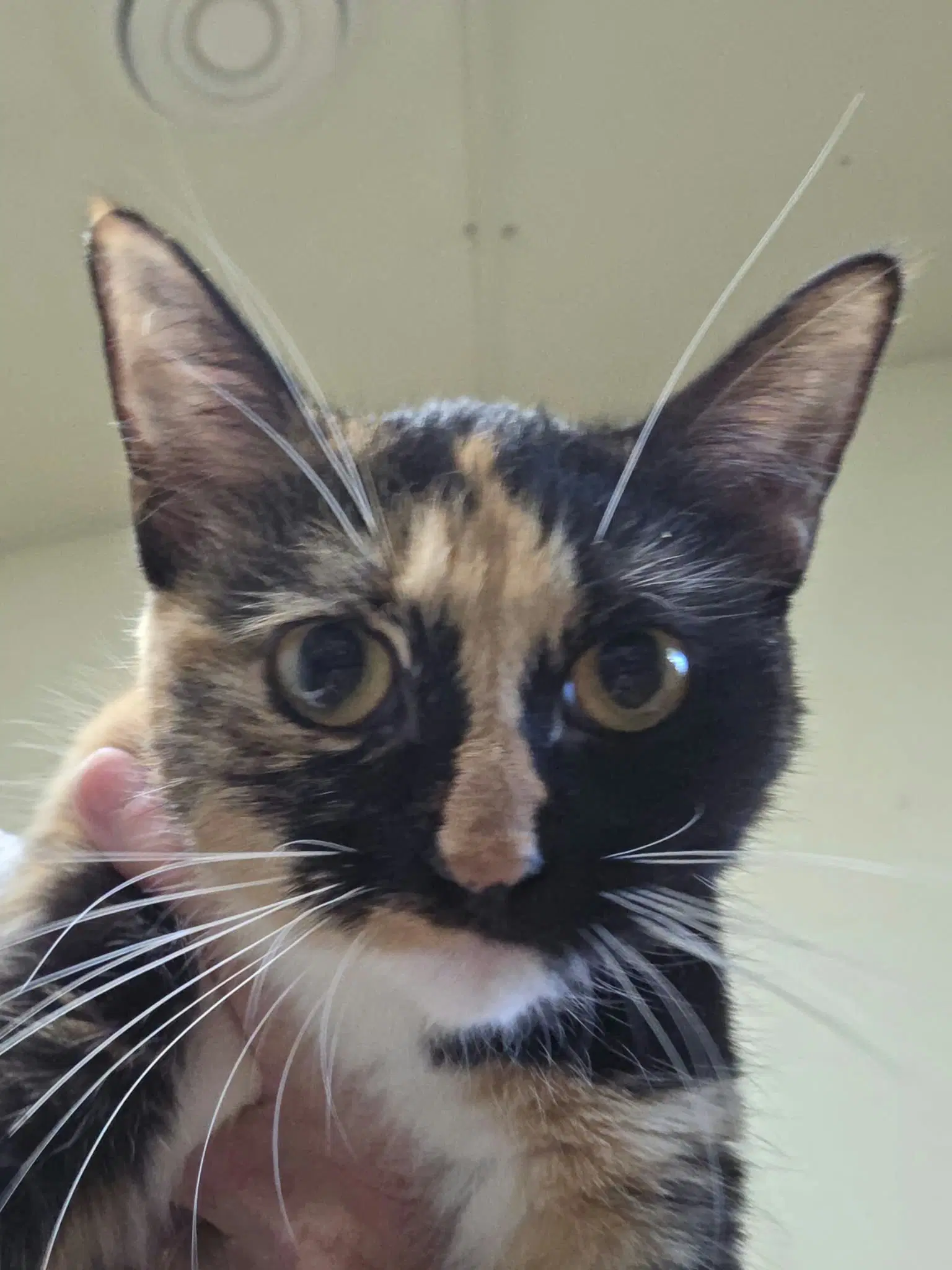 Darla - Calico