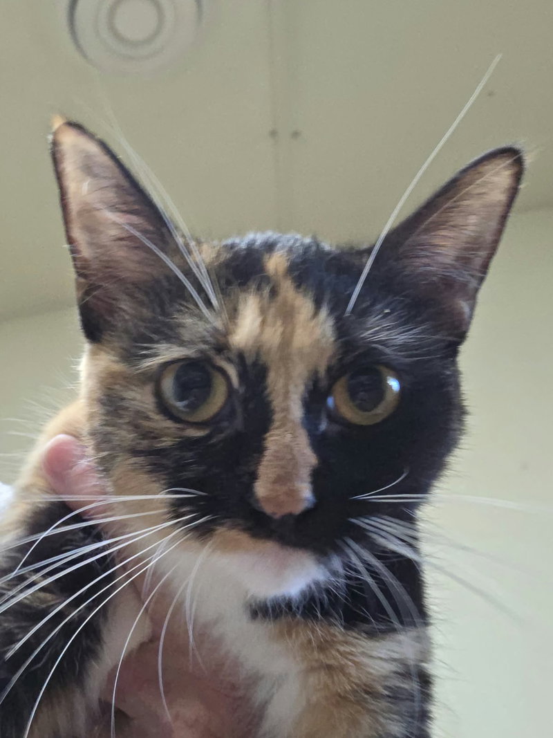 Darla, a young female Calico cat up for adoption
