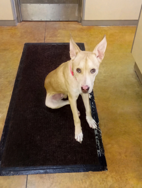 Sinclair, an adoptable dog
