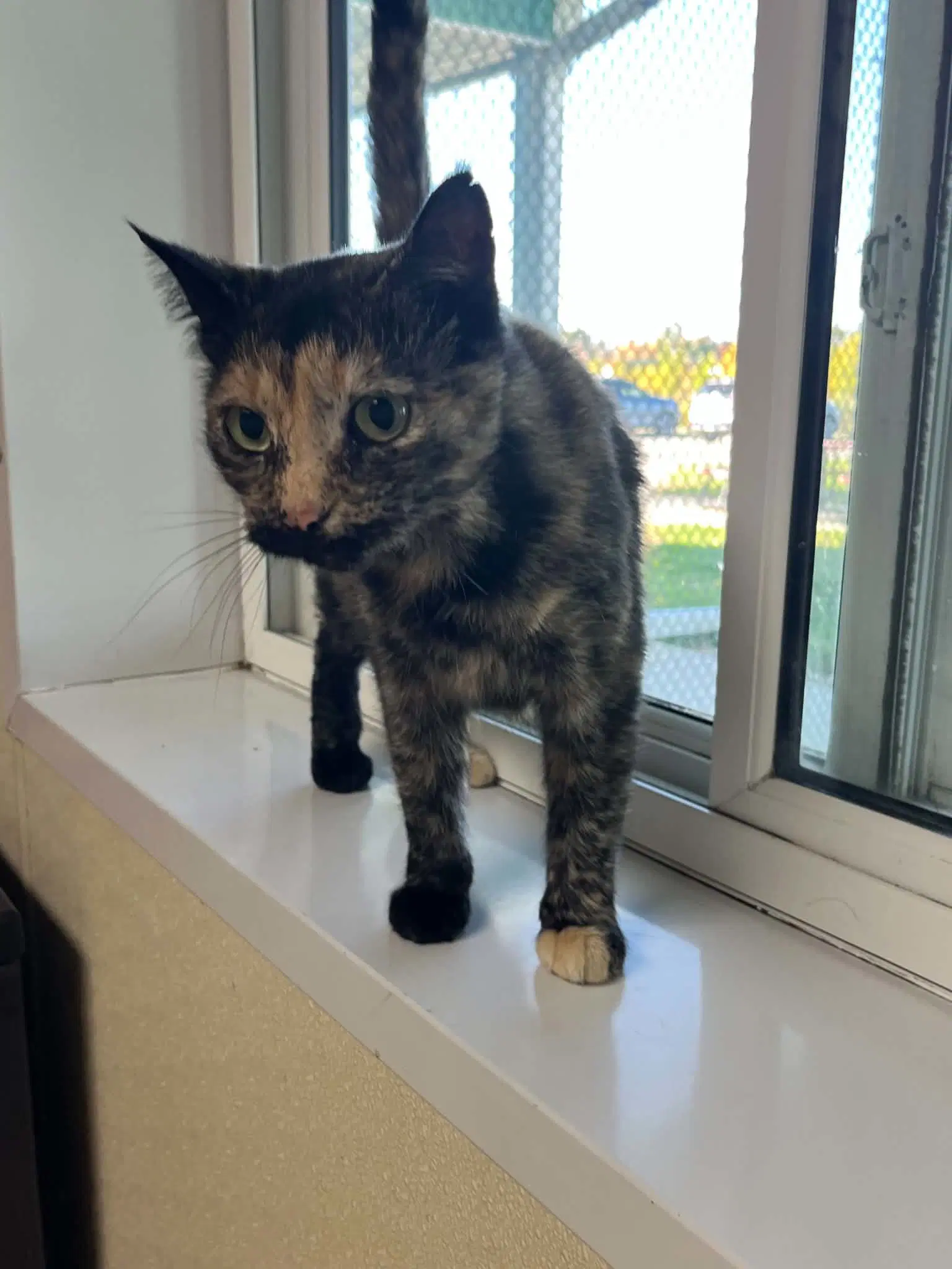 Ingrid - Tortoiseshell