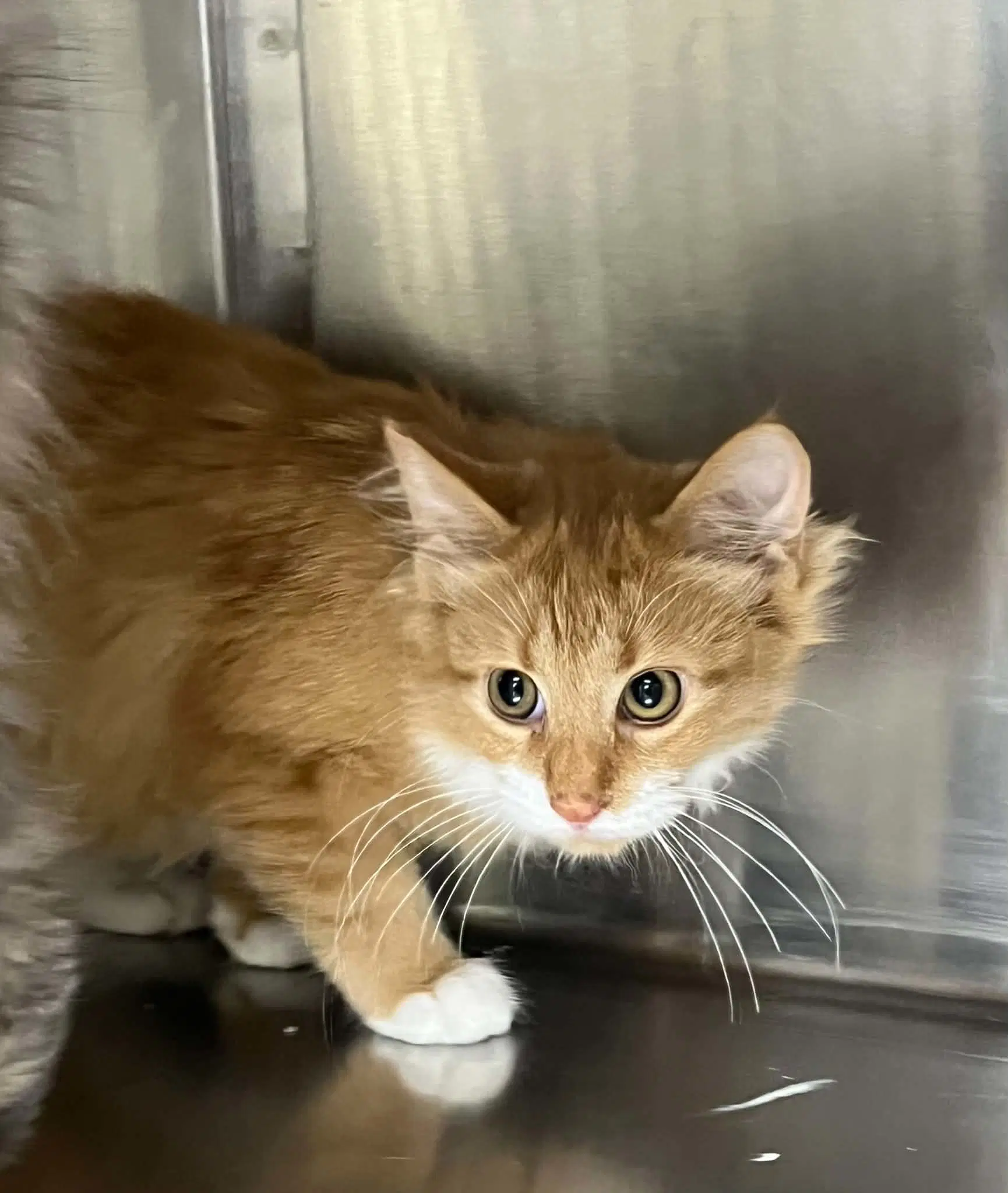 Isaac - Domestic Long Hair