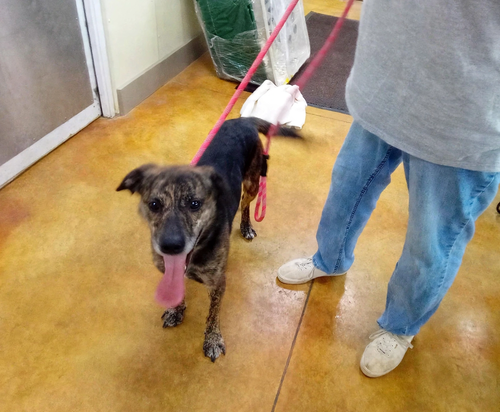 Wrangler, an adoptable dog