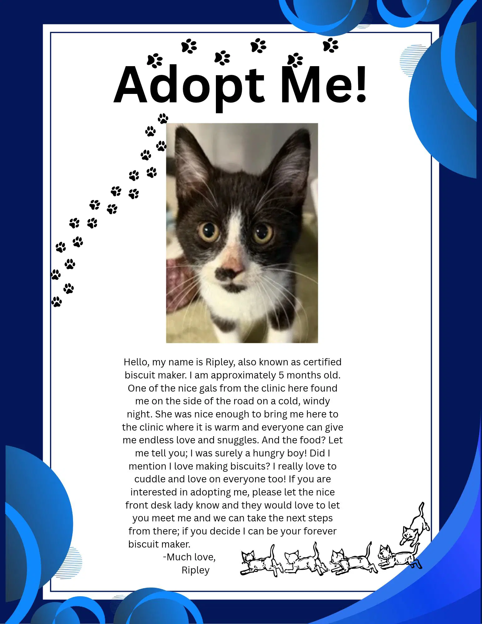 Ripley - Domestic Short Hair