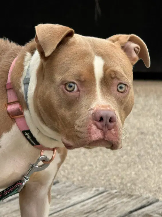 Claudette - Pit Bull Terrier