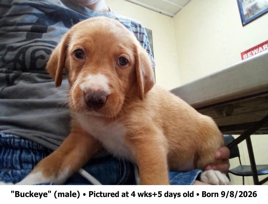 Buckeye, photo 2