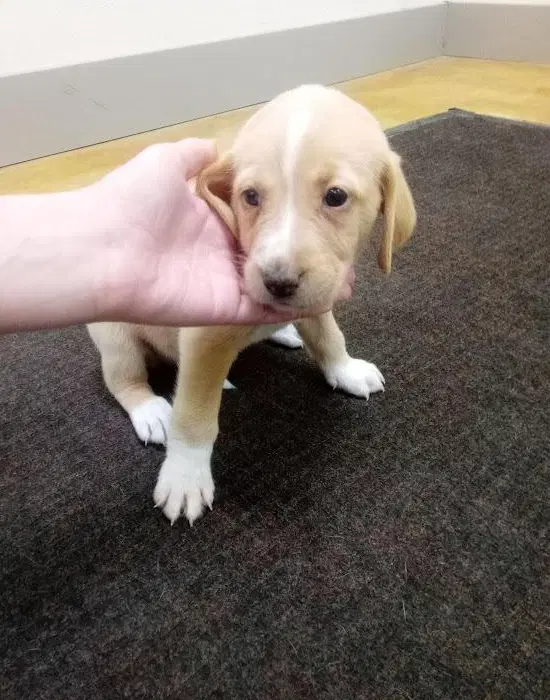 Sprout - Hound