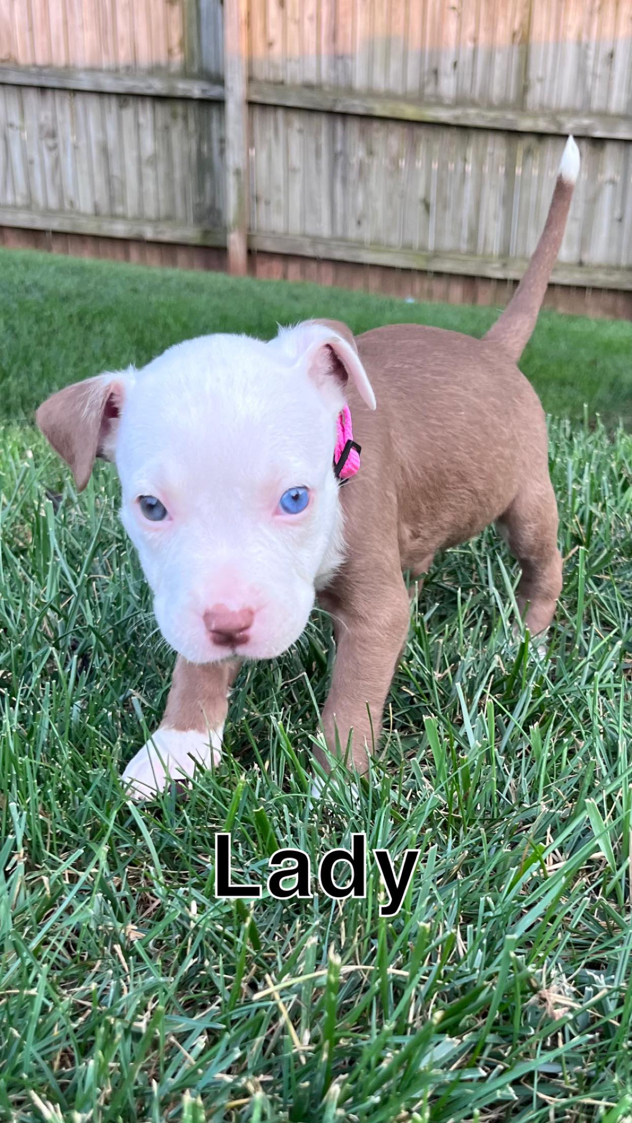 adoptable Dog in Rockville, MD named Nala's Pup Lady
