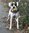 adoptable Dog in rockville, MD named Prim